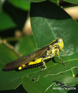 Black-horned Locust