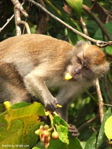 Long-tailed Macaque in Central Catchment Area