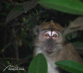 Long-tailed Macaque in Pasir Ris Park!
