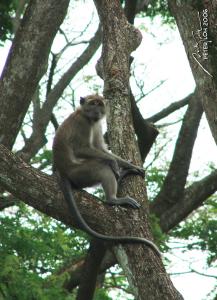 The Pasir Ris Macaque